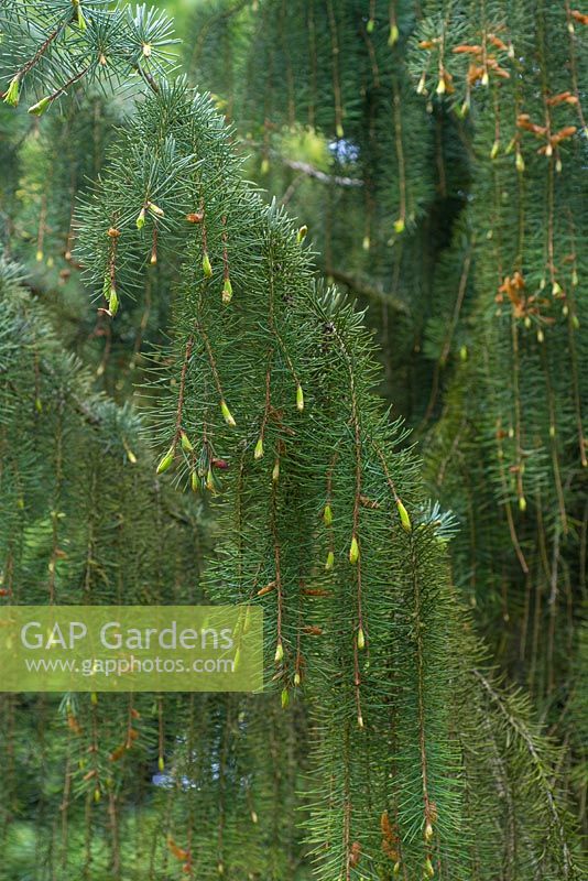 Picea breweriana - Brewer's weeping spruce