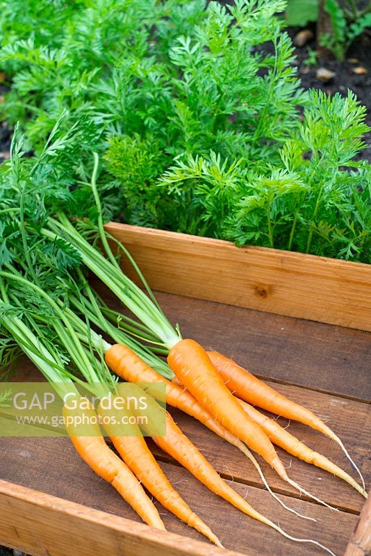 Wooden tray with freshly pulled and washed garden carrots - Daucus carota, 'Flyaway'