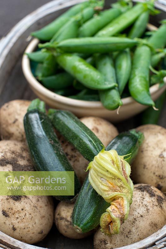 Collection of home grown early summer crops -  potatoes, courgettes and garden peas.
