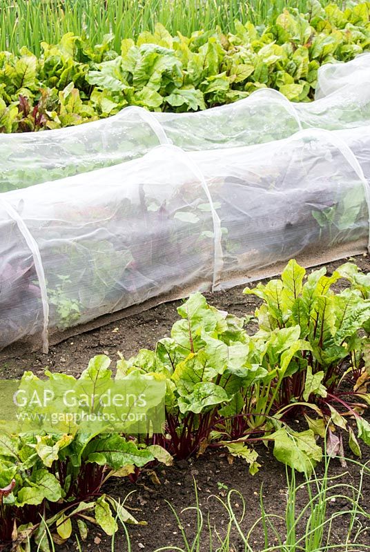 Rows of summer vegetables including beetroot with insect mesh tunnel cloches to prevent carrot fly and cabbage white butterfly.
