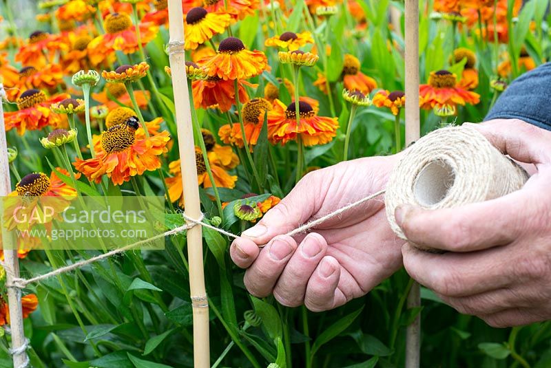 Gardener using twine and canes to support Helenium 'Sahin's Early Flowerer'
