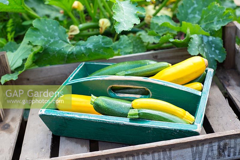 Wooden trug with freshly harvested home grown green and yellow courgette