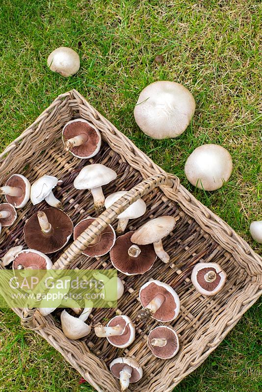 Agaricus campestris - field mushroom or meadow mushroom. Wicker trug with freshly picked specimens.