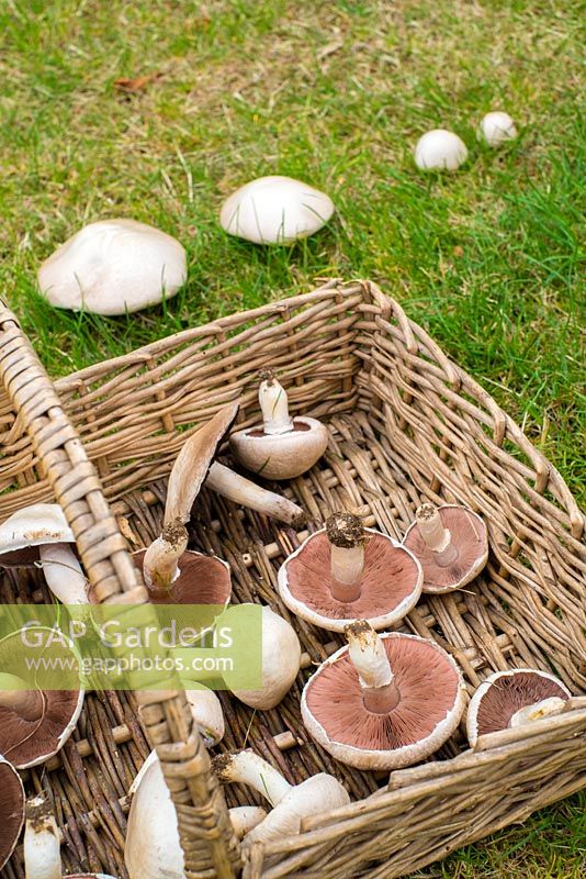 Agaricus campestris - field mushroom or meadow mushroom. 