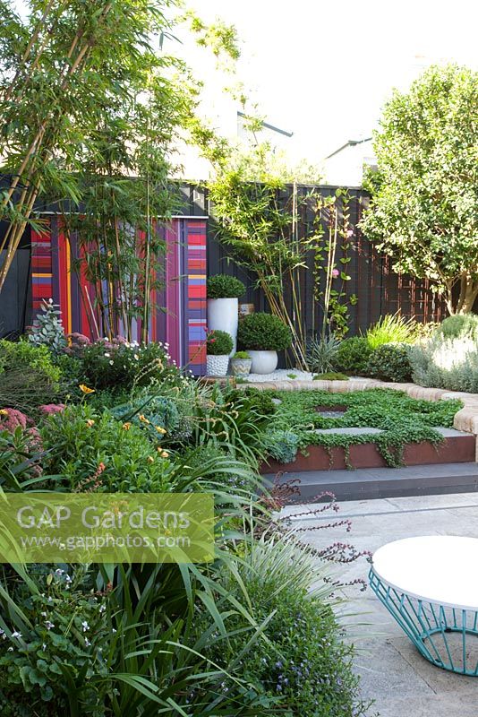 Garden bed with mixed plantings of variegated grasses, succulents, perennials, and bamboo. In the background is a boldly striped garden shed with white pots beside it containing buxus. Tiered levels with corten steel edging and Australian native violets used as groundcovers. A small table in the foreground