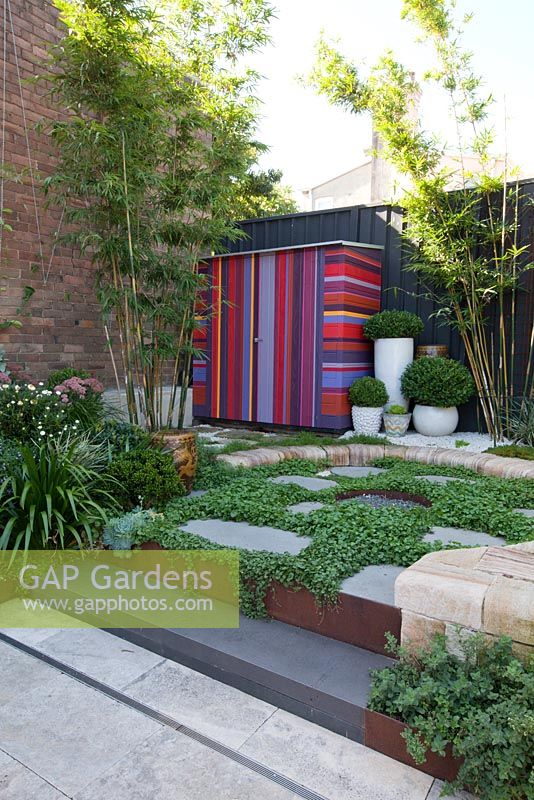 View of garden with colourful striped shed, ground covers include echeveria, Scaevola aemula - native fan flower, Viola hederacea - Australian native violet, Crassula ovata 'Gollum' and bamboo in the background. Step has corten steel edging. 