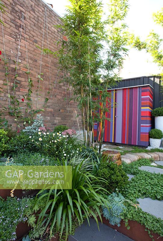 View of garden with colourful striped shed, ground covers include echeveria, Scaevola aemula - native fan flower, Viola hederacea - Australian native violet, Crassula ovata 'Gollum and bamboo in the background. Step has corten steel edging. Mandevilla laxa being trained up a brick wall using chains
