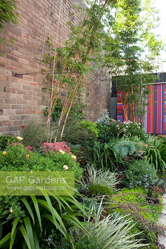 Garden bed with mixed plantings of variegated grasses, succulents and perennials. Bamboo and Mandevilla laxa are secured to a brick wall with chains and rope. In the background is a boldly striped garden shed