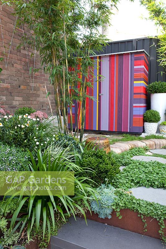 View of garden with colourful striped shed, ground covers include echeveria, Scaevola aemula - native fan flower, Viola hederacea - Australian native violet, Crassula ovata 'Gollum' and bamboo in the background. Step has corten steel edging. 