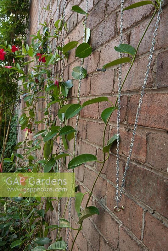 Red flowering Mandevilla laxa growing on zig zagged chains on a brick wall