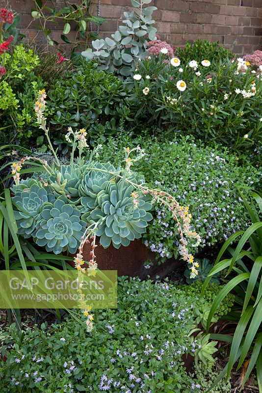 Detail of a corten steel edged raised garden with a dense planting of mixed perennials and succulents, featuring a flowering Echeveria secunda, Old Hens and Chicks, Blue Echeveria and Scaevola aemula