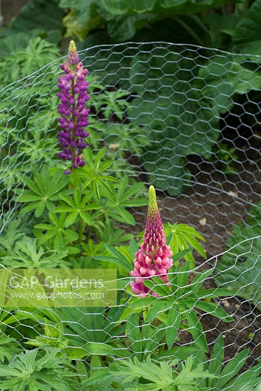 Lupins protected with wire netting against Rabbit damage