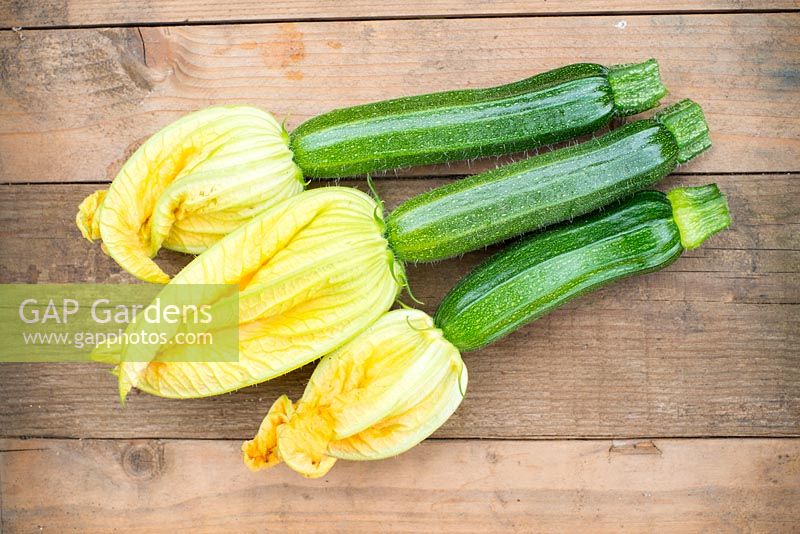 Freshly cut courgettes, 'Defender', with flowers attached.