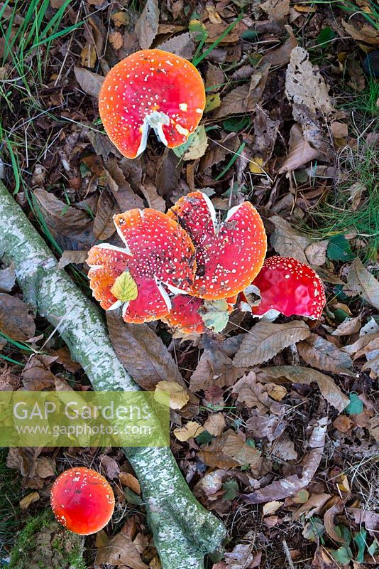 Amanita muscaria, commonly known as the fly agaric or fly amanita.