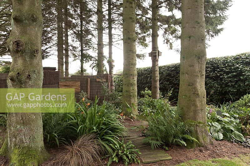 A screened compost area and bat roosting boxes attached to large conifer tree trunks in shady part of Japanese themed garden. North Yorkshire, June. 