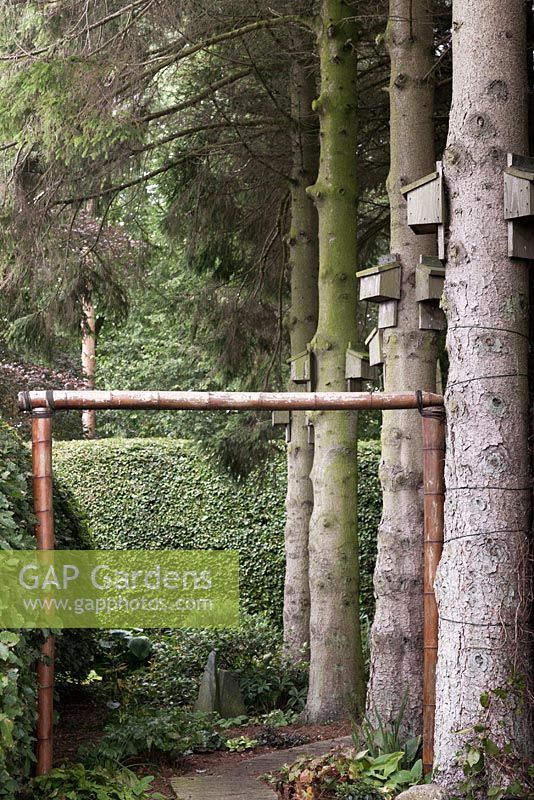 Bat roosting boxes attached to large conifer tree trunks in shady part of Japanese themed garden.  North Yorkshire, June. 