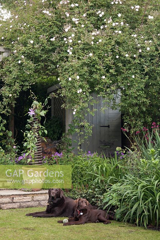Pet Labrador dogs on lawn in front of traditional cottage garden style rose covered archway with terracotta pot of clematis.  Cheshire, June. 