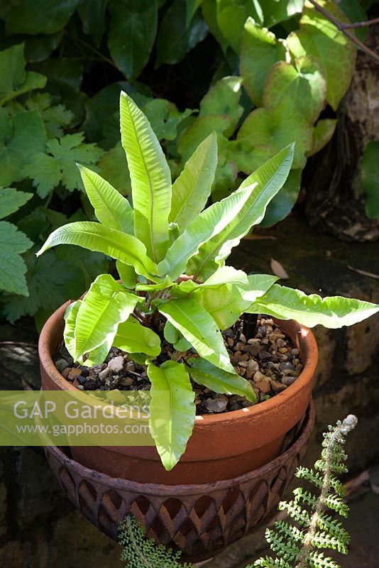 Asplenium scolopendrium - Harts tongue fern, hardy shade perennial grown in pot in May  