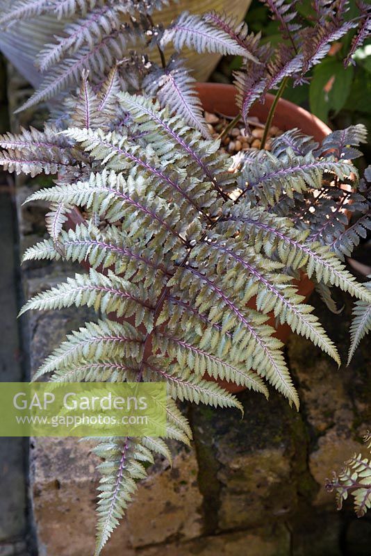 Athyrium nipponicum 'Red Beauty' - Close up of fronds of Japanese painted fern in clay terracotta pot on brick wall.  Hardy perennial with red silvery green fronds in May