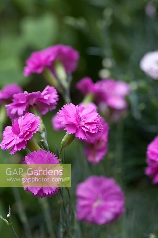 Dianthus 'Tickled Pink' - deep magenta hardy garden pink, scented perennial in June