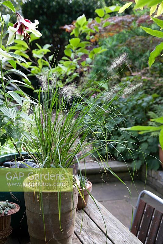 Pennisetum in tall clay pot on table with in October 