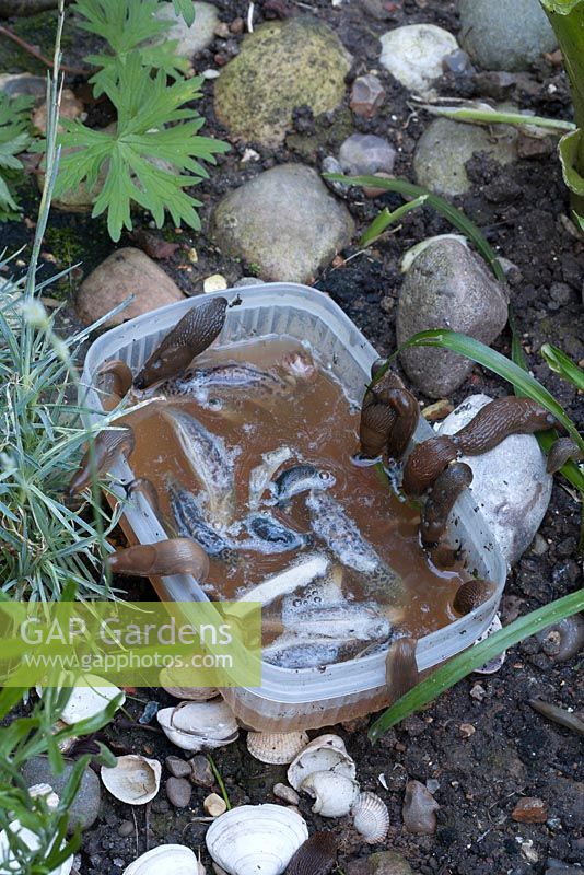 Slug trap using beer in a plastic container placed in garden border, June