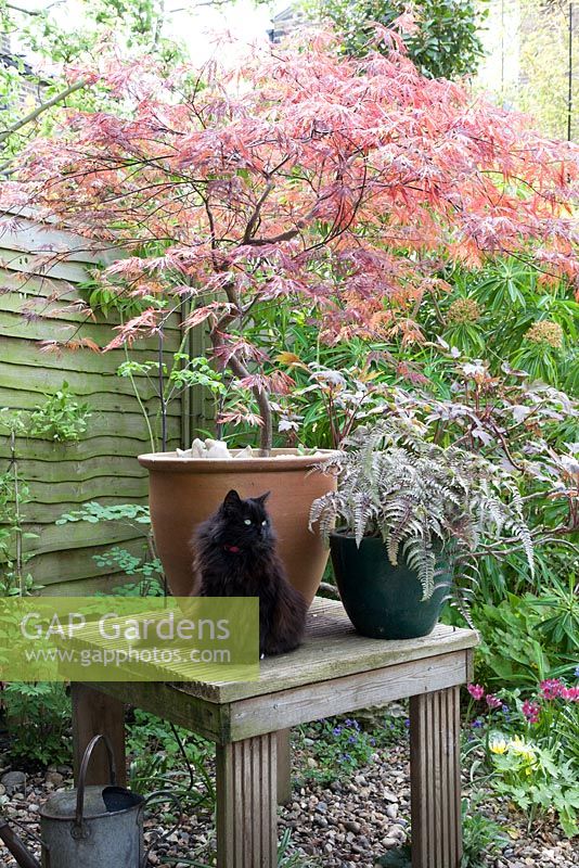 Acer dissectum atropurpureum - Japanese maple small tree grown in pot and Athyrium nipponicum Pictum in glazed pot with black cat sitting on decking table, May 