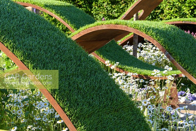 Corten Steel waves of turf over Agastache 'Black Adder' and Leucanthemum vulgare - The World Vision Garden, RHS Hampton Court Palace Flower Show 2016. 