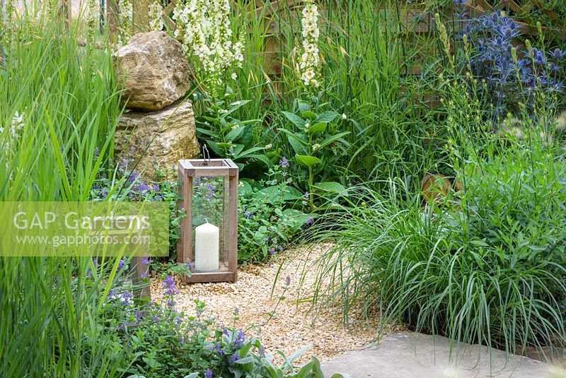 Storm Candles among Eryngium bourgatii, Verbascum 'Album' and Nepeta x fassenii - The Drought Garden, RHS Hampton Court Palace Flower Show 2016