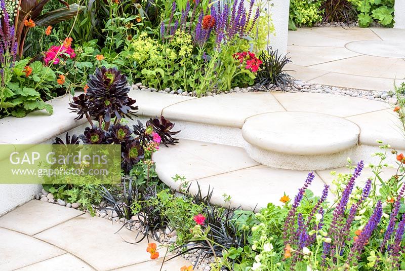 Aeonium 'Zwartkop' set in pebbles under paved steps with Ophiopogon planiscapus 'Nigrescens' a colourful border with Canna 'Durban', Geum 'Fire Opal', Alchemilla mollis and Salvia with  circular paving. RHS Hampton Court Flower Show, 2016