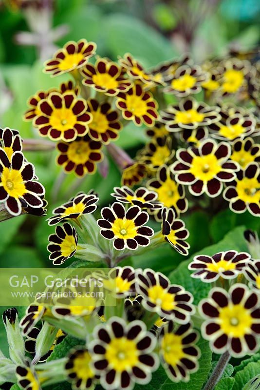 Polyanthus 'Gold Laced', Barnhaven Gold Laced polyanthus