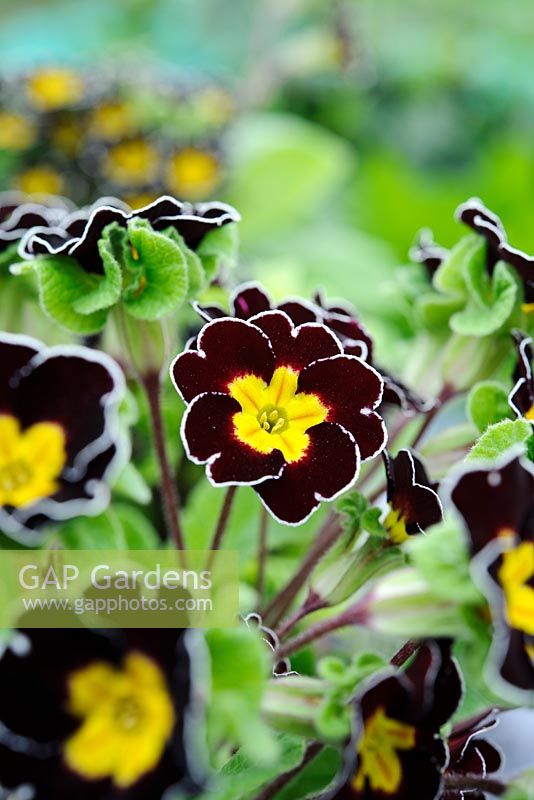 Polyanthus 'Gold Laced Jack-in-the-Green', Barnhaven Enthusiast's primrose