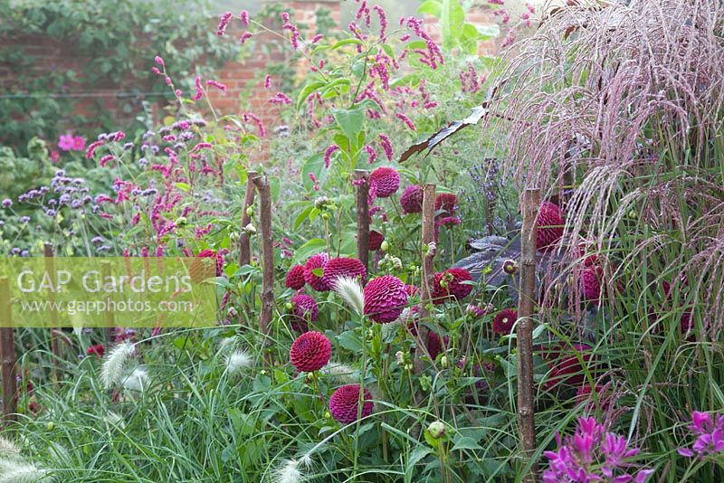 Dahlia 'Downland Royal', Pennisetum villosum, Cleome 'Violet Queen', Miscanthus 'Pink Giraffe' and Persicaria orientalis in a late summer border. Ulting Wick, Essex