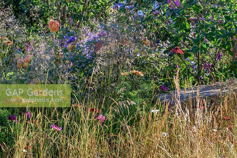 A herbaceous border with Cirsium rivulare, Echinacea, Deschampsia cespitosa and Panicum virgatum 'Northwind'- Zoflora: Outstanding Natural Beauty, RHS Hampton Court Palace Flower Show 2016. Design: Helen Elks-Smith MSGD