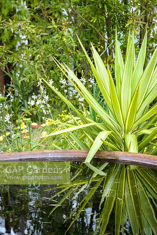 Corten steel water feature creates a focal point surrounded by variegated yuccas, Great Gardens of the USA: The Austin Garden, RHS Hampton Court Flower Show in 2016. Designer: Sadie May Stowell - Sponsor: Brand USA