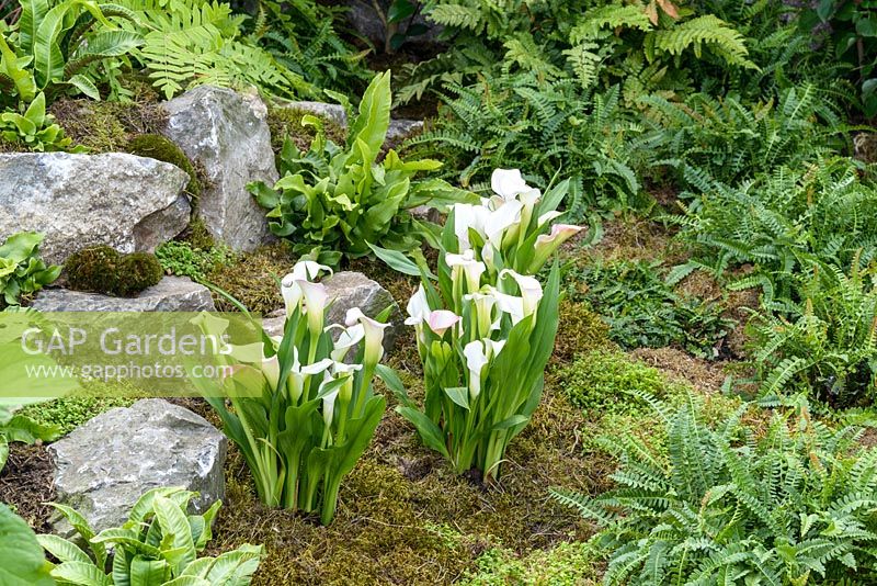 White Zantedeschia aethiopica and Blechnum penna-marina among moss and stones in The Route of the Camellia Garden, RHS Hampton Court Palace Flower Show 2016. Designer Rose McMoniga