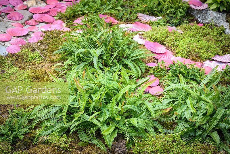 Blechnum penna-marina - antarctic fern among moss in The Route of the Camellia Garden, RHS Hampton Court Palace Flower Show 2016. Designer Rose McMoniga