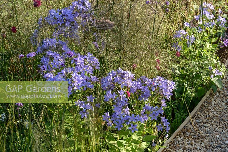 White and Blue Mixed Border with Campanula and Deschampsia cespitosa 'Bronzeschleier' in a sunken gravel bed. 'All the World's a Stage' Garden, Hampton Court Flower Show 2016. Designer: Lunaria Landscapes