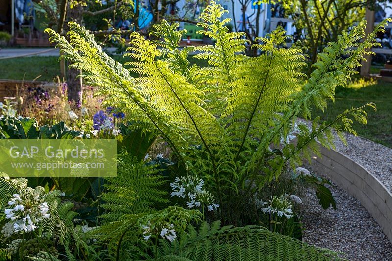 Dicksonia antarctica in a sunken gravel bed.  'All the World's a Stage' Garden, Hampton Court Flower Show 2016. Designer: Lunaria Landscapes