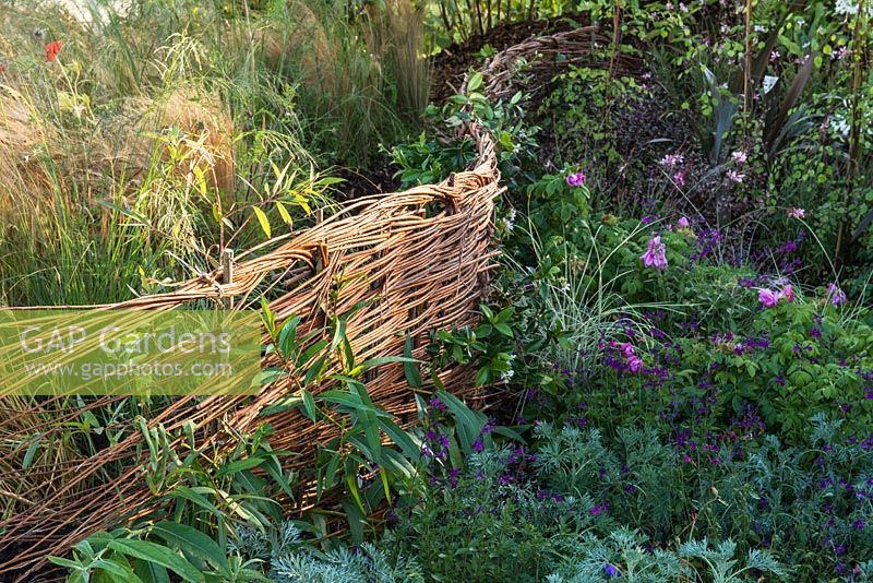 A pleached hedge made of willow wicker, The Normandy 1066 Medieval Garden, RHS Hampton Court Flower Show in 2016. Designed by Stephane Marie, Alexandre Thomas