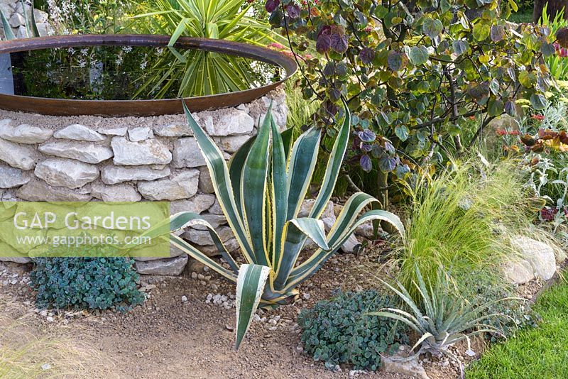 Agave, Cercidiphyllum japonicum and Stipa tenuissima next to a circular water feature constructed from natural stone, supporting a corten steel bow. Great Gardens of the USA: The Austin Garden, RHS Hampton Court Flower Show in 2016. Designer: Sadie May Stowell - Sponsor: Brand USA