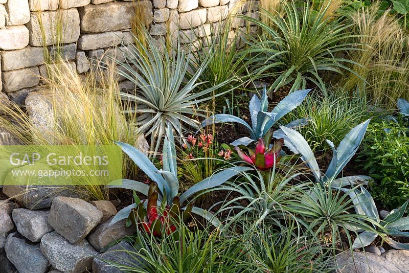 Agave franzosinii, Guzmania lingulata and Puya alpestris with Stipa tenuissima, The Inca Garden, Hampton Court Flower Show in 2016. Designer Jennifer Jones
