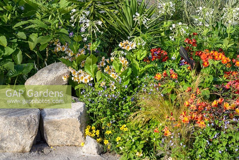 Alstroemeria ''Bonanza', Flaming Star' and 'Inca Ice' in The Inca Garden, Hampton Court Flower Show in 2016. Designer Jennifer Jones