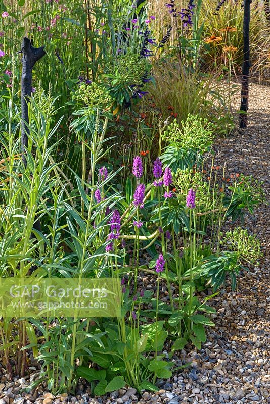 Black Stained Branches and Drought Tolerant Planting in Grave with Stachys monieri 'Hummelo'. Striving for Survival, RHS Hampton Court Palace Flower Show 2016. Design: Holly Fleming