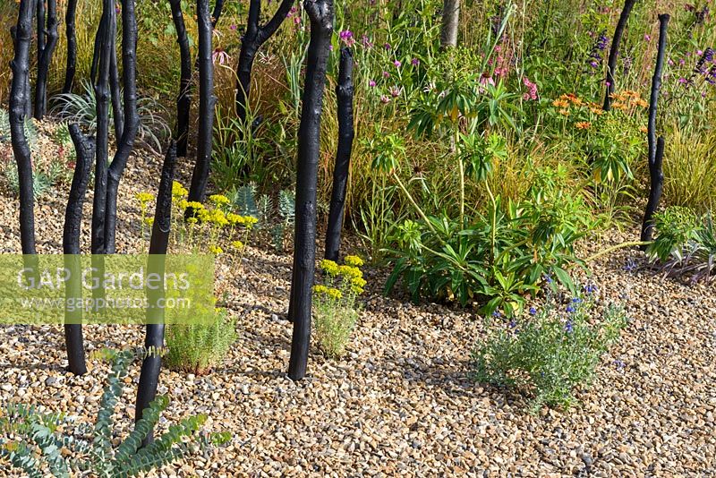 Black Stained Branches and Drought Tolerant Planting in Gravel. Striving for Survival, RHS Hampton Court Palace Flower Show 2016. Design: Holly Fleming