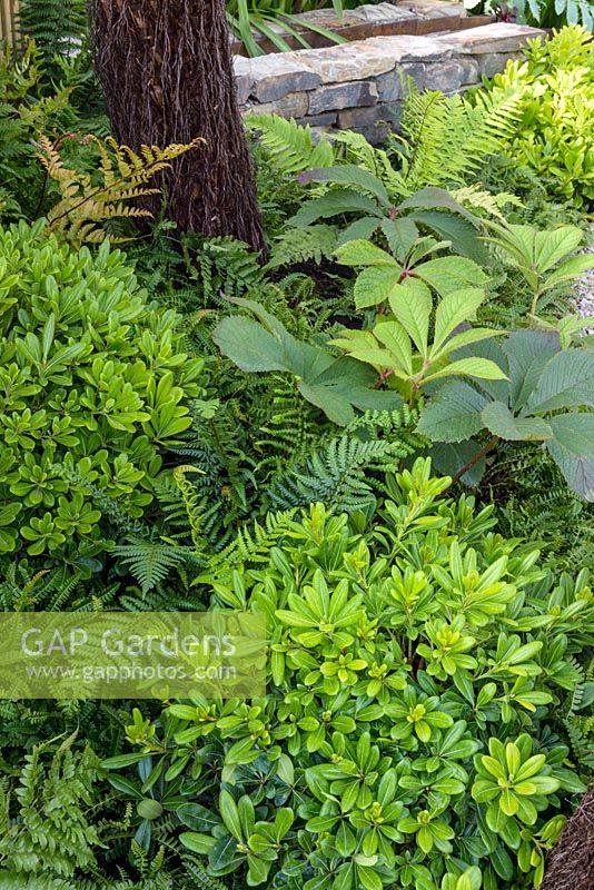Skimmia confusa and ferns in Feel Good Front Garden - Hampton Court Flower Show 2016.