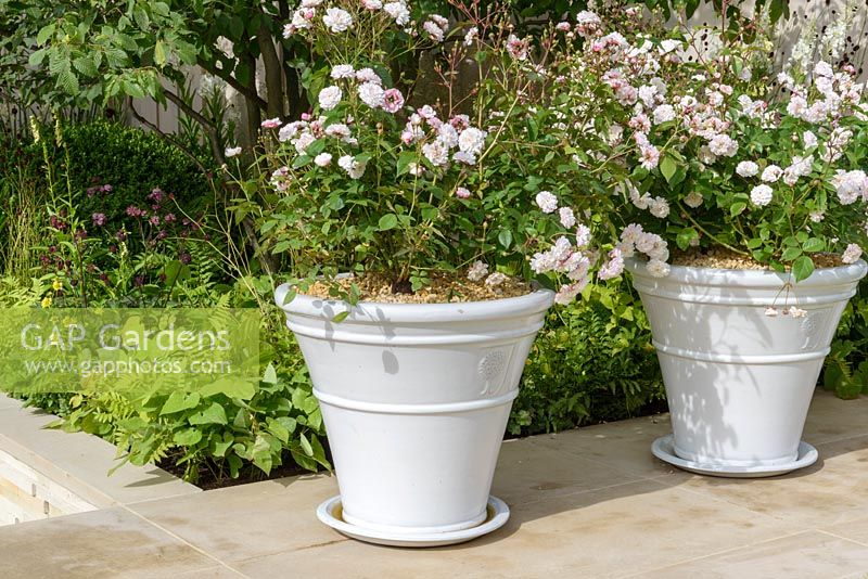 Rosa 'Little White Pet' in ceramic pots .  Squire's 80th Anniversary Garden, RHS Hampton Court Flower Show 2016
