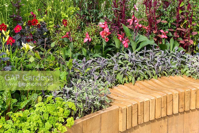 Wooden sculpted bench over wide sunken curving pathway. Raised bed planting features edible plants including Amaranthus 'Red Army', Petroselinum crispum and Salvia officinalis 'Tricolor', as well as cannas and purple-leaved dahlias. Witan Investment Trust Global Growth Garden, RHS Hampton Court Flower Show 2016