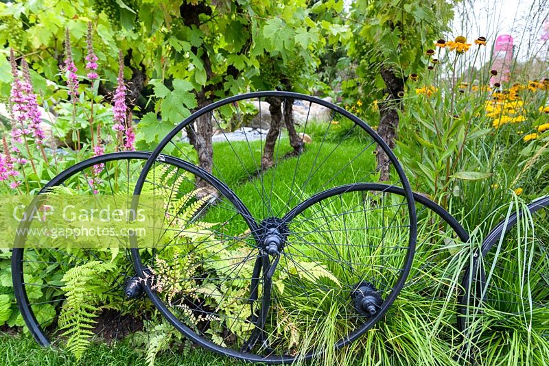 Bicycle wheels used as boundary fencing. with  Vitis vinifera, Helenium 'Wyndley', and Achillea 'Apricot Delight'. Great Gardens of the USA: The Oregon Garden, RHS Hampton Court Flower Show in 2016