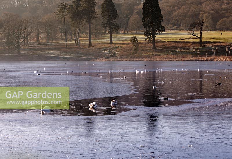 Wildlife on icy lake at Trentham Gardens Staffordshire in January
